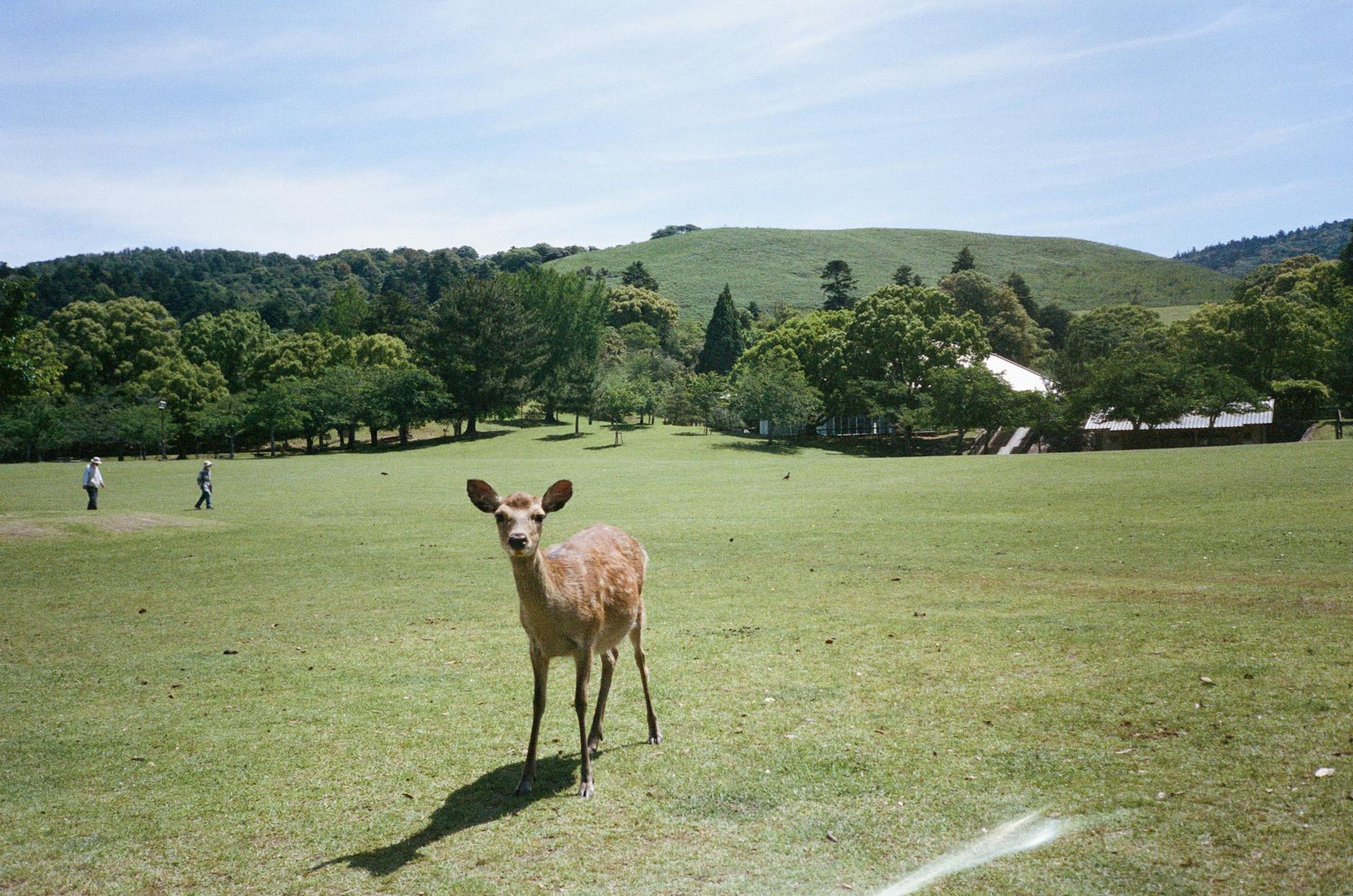 A peaceful deer stands in the scenic Nara Park, Japan, surrounded by lush greenery and hills.